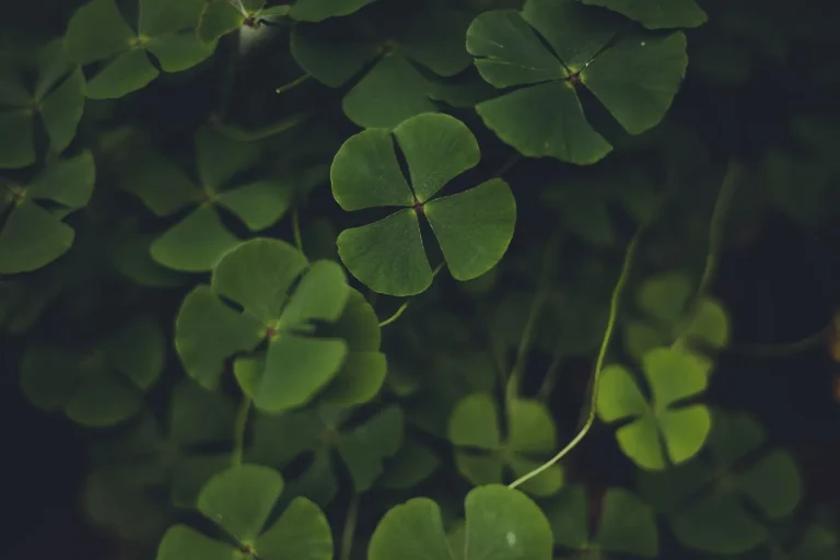 Folhas de trevo verde vibrante, simbolizando a sorte e os números da sorte em um fundo natural